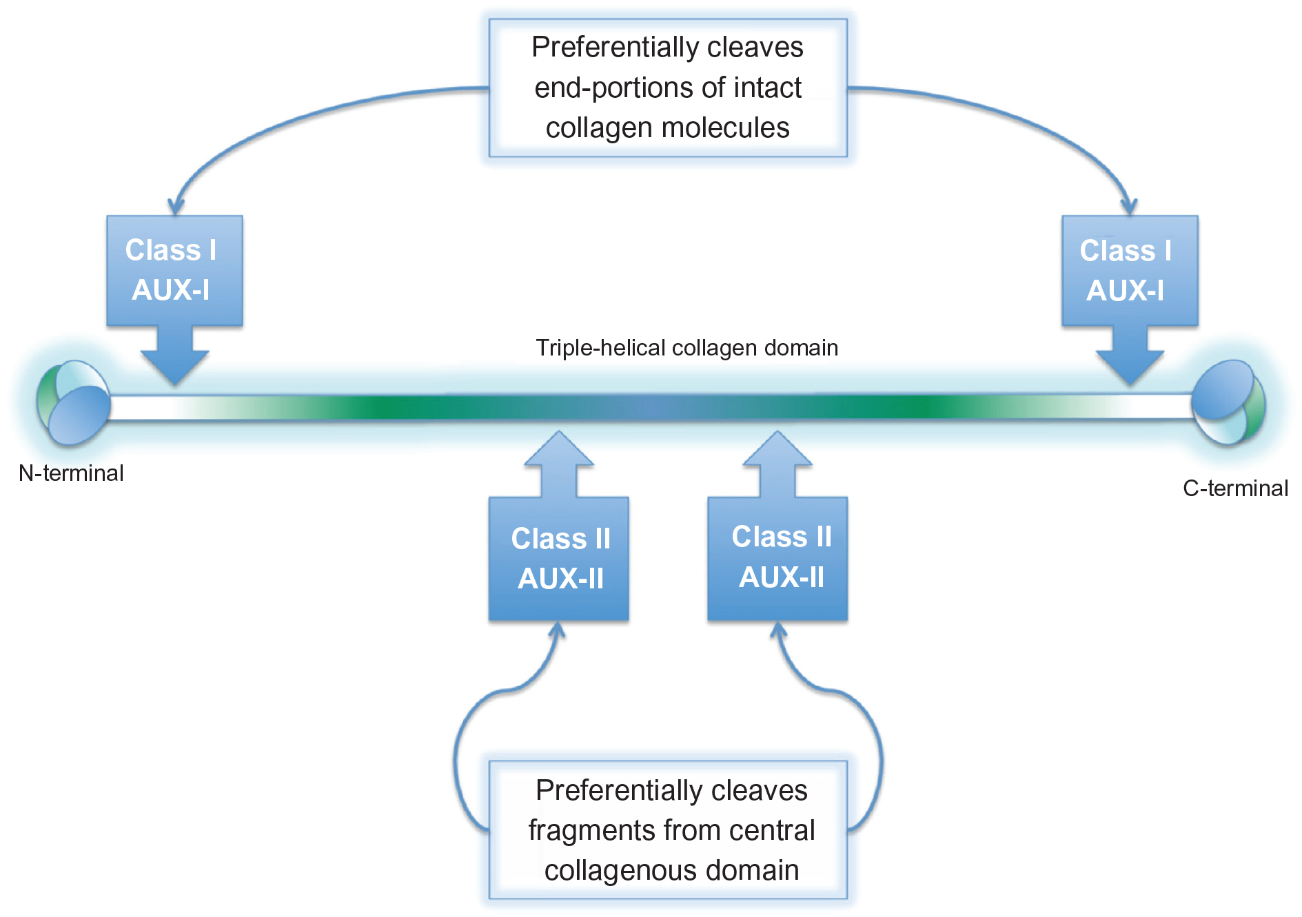 Figure 2: Classes of collagenase based on hydrolytic point of attack on collagen molecule. Class I collagenases act at loci near the N and C terminals of the collagen domain; Class II collagenases cleave within the central collagen domain – the combined action of both classes synergistically effects thorough degradation of the collagen triple helix. (Republished with permission of Dove Medical Press, permission conveyed through Copyright Clearance Center, Inc.)