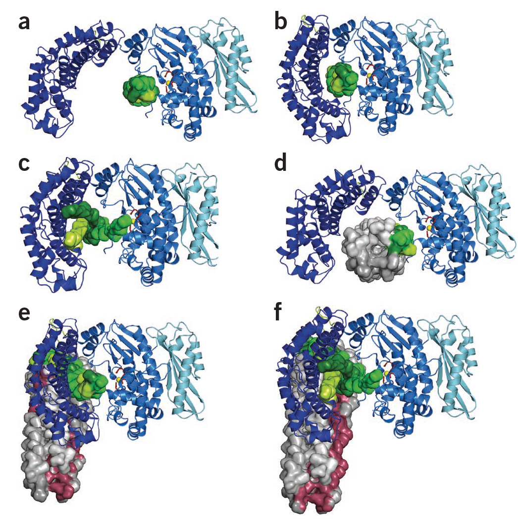 Figure 3a–f: Unified processing model of triple-helix and microfibrillar collagen