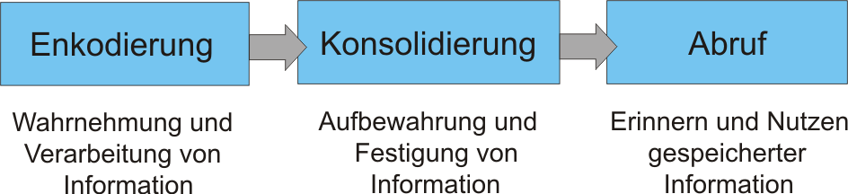 Abbildung 1: Stufen der Gedächtnisbildung (eigene Darstellung)