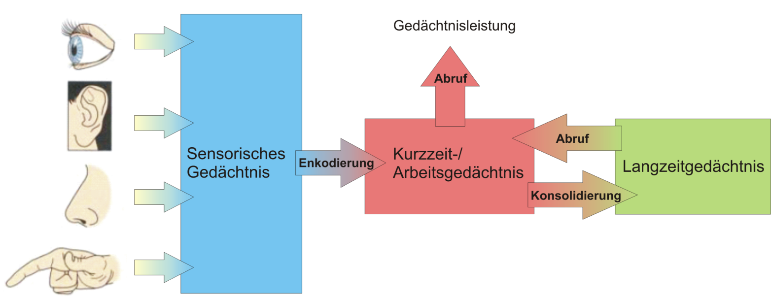 Abbildung 2: Zeitliche Einteilung des Gedächtnisses (eigene Darstellung, modifiziert nach [1])