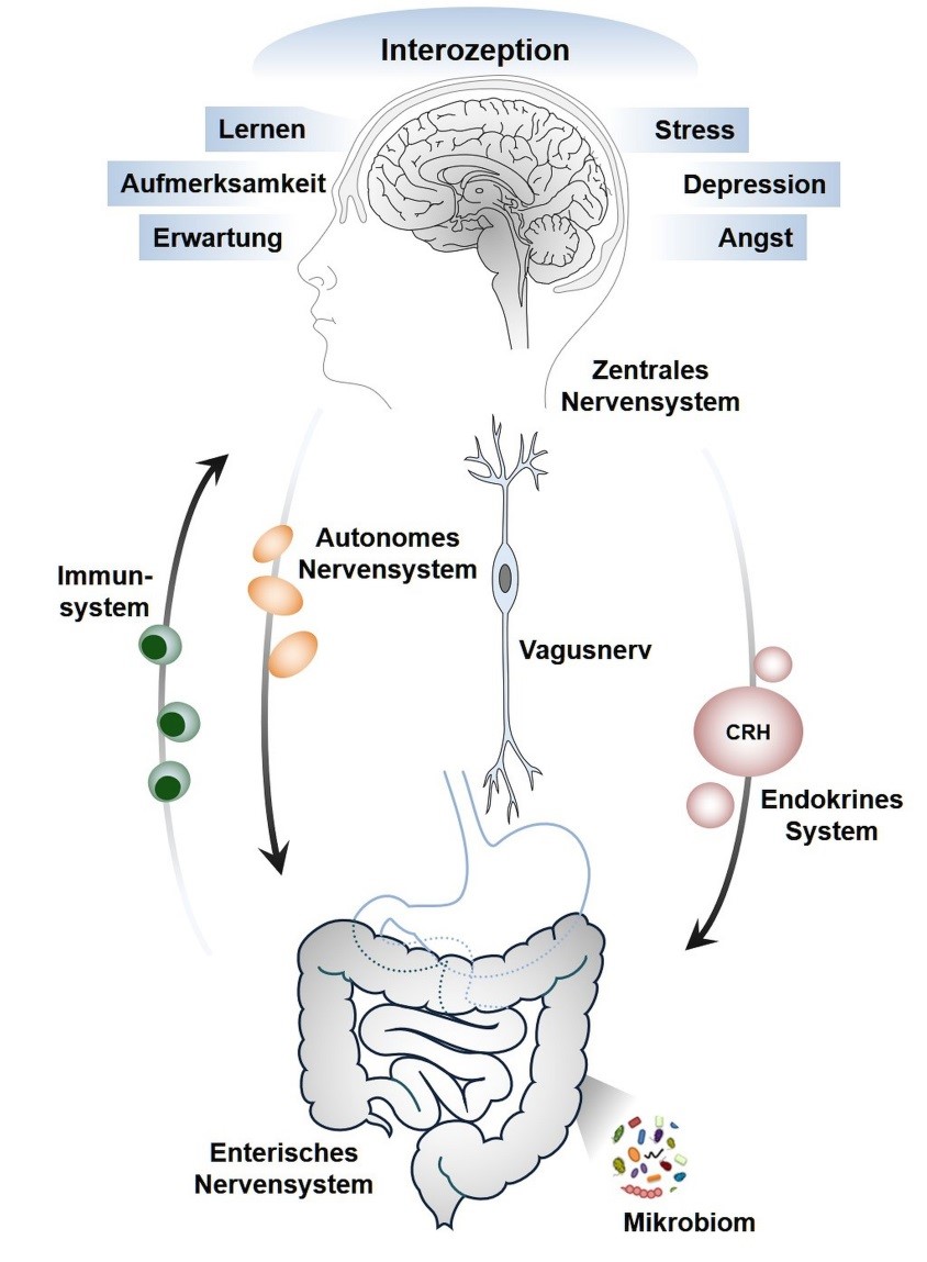 Abbildung 1: Schematische Darstellung der Gehirn-Darm-Achse und Modulation durch psychologische Faktoren. Die Abbildung wurde unter Verwendung des Motifolio PPT Drawing Toolkits erstellt.